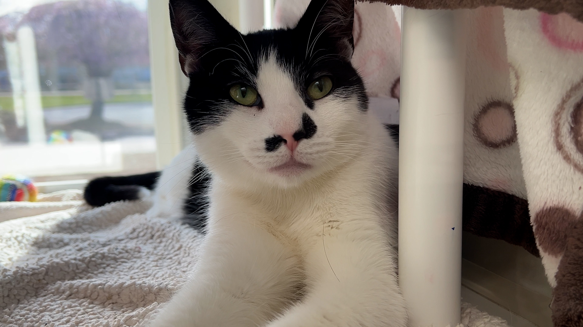 Black and white cat laying on a blanket in front of a window