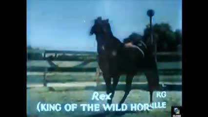 Picture of a horse running with white words at the bottom: "Rex (King of the Wild Horses)