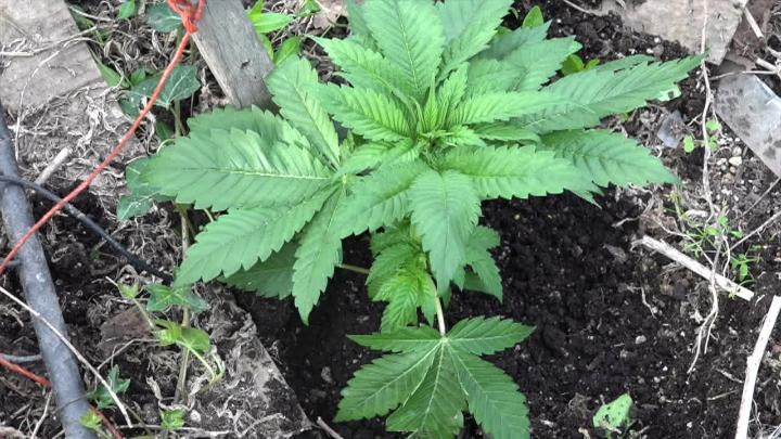 green medical cannabis plants