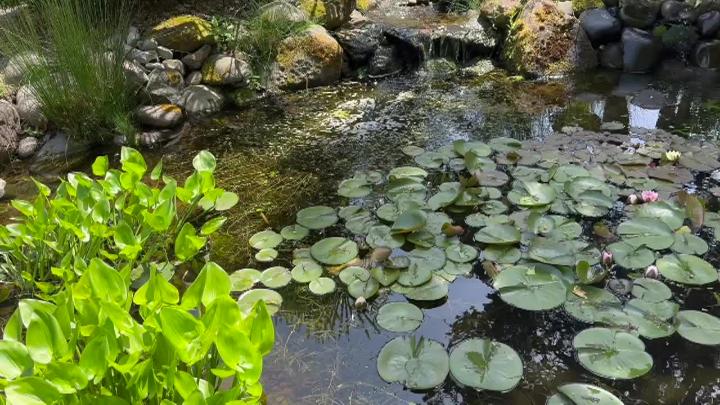Lily Pads in a pond surrounded by rocks