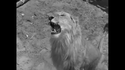 black and white movie clip of a lion