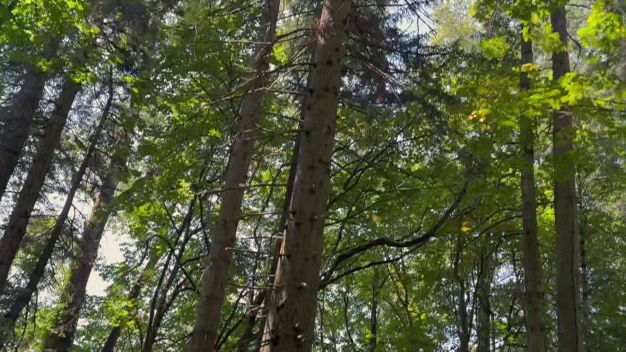 tall trees 