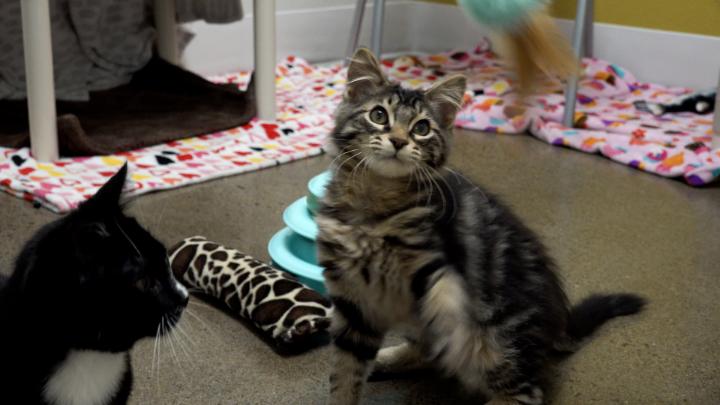 Room with a black and white kitten to the left and a tiger striped kitten looking up, in the center.