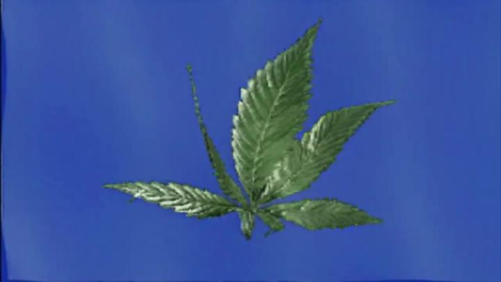 Blue background with a green cannabis leaf in the center