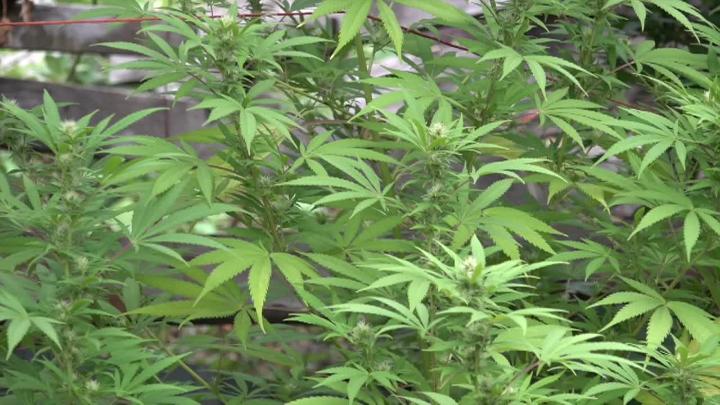Green cannabis plants