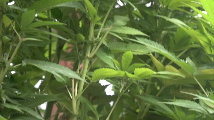 Medical cannabis plants