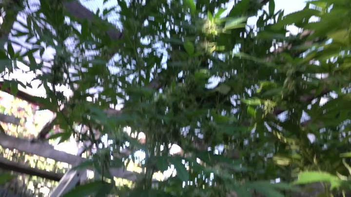 green cannabis forest
