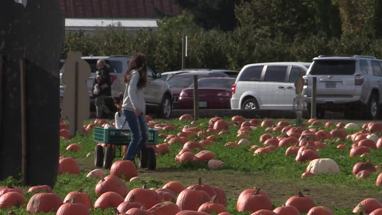 Thumbnail image for Pumpkin