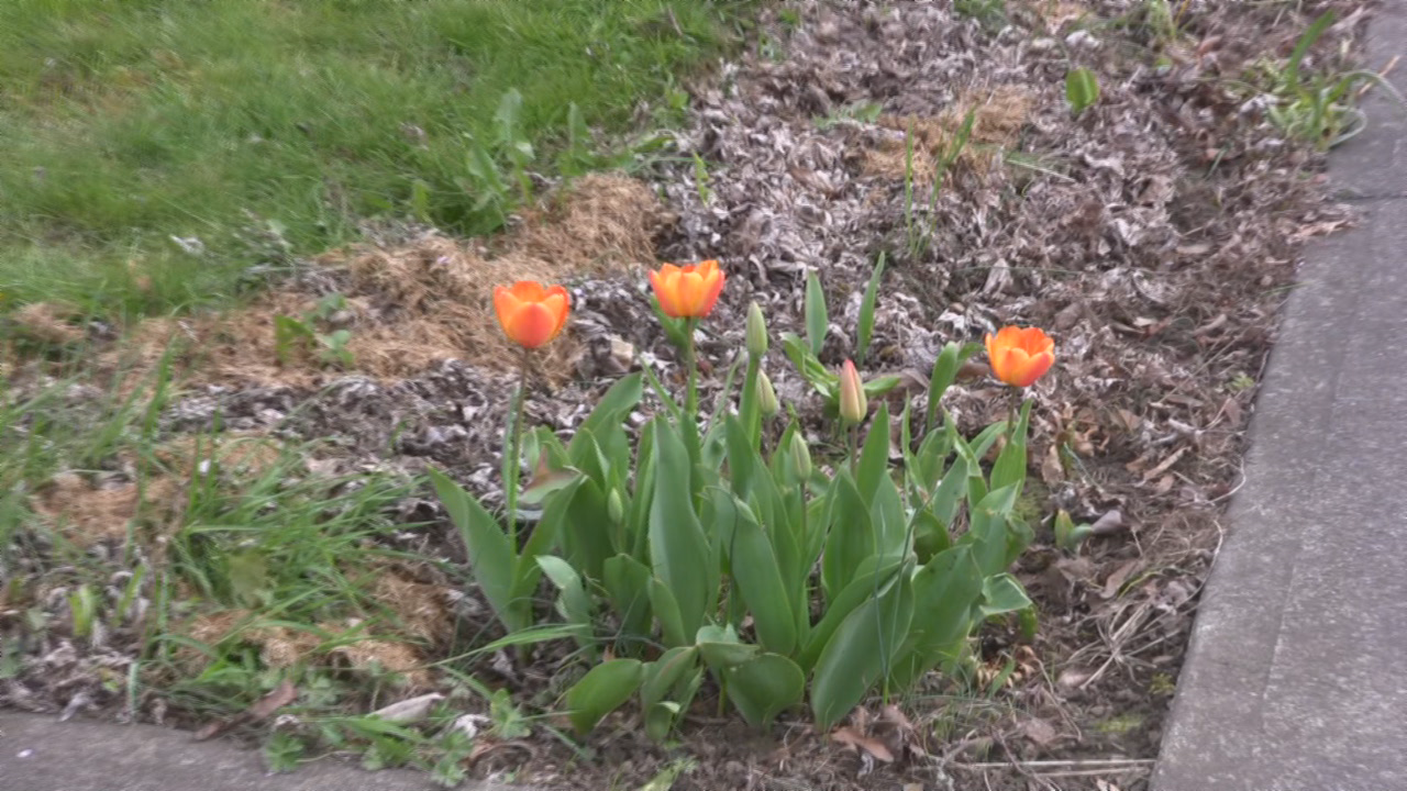 Thumbnail image for Flowers that Bloom in Spring