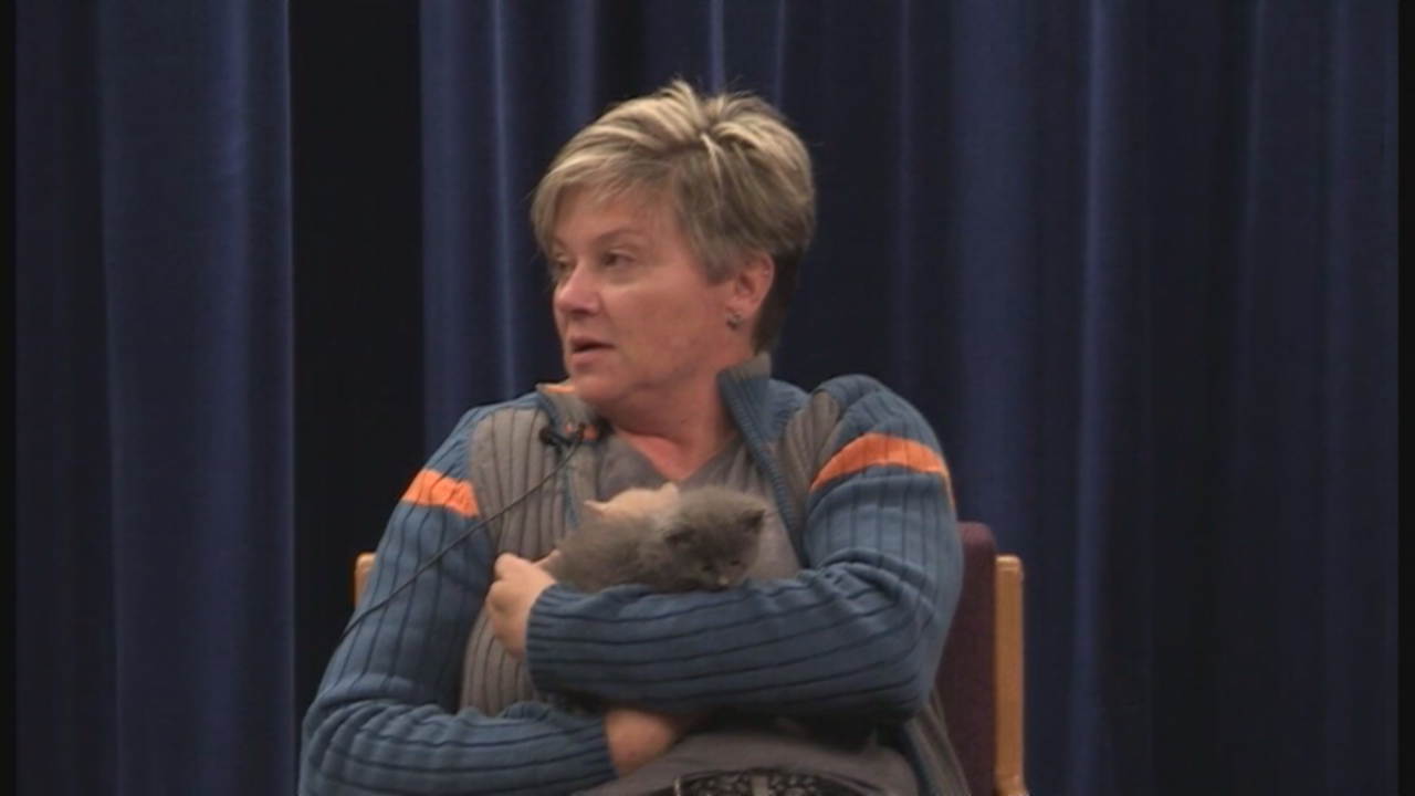 Meow Village Spotlight