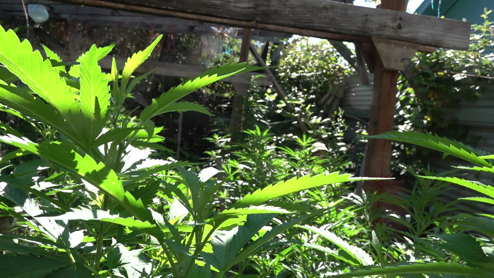 Thumbnail image for My Garden 6-29-25