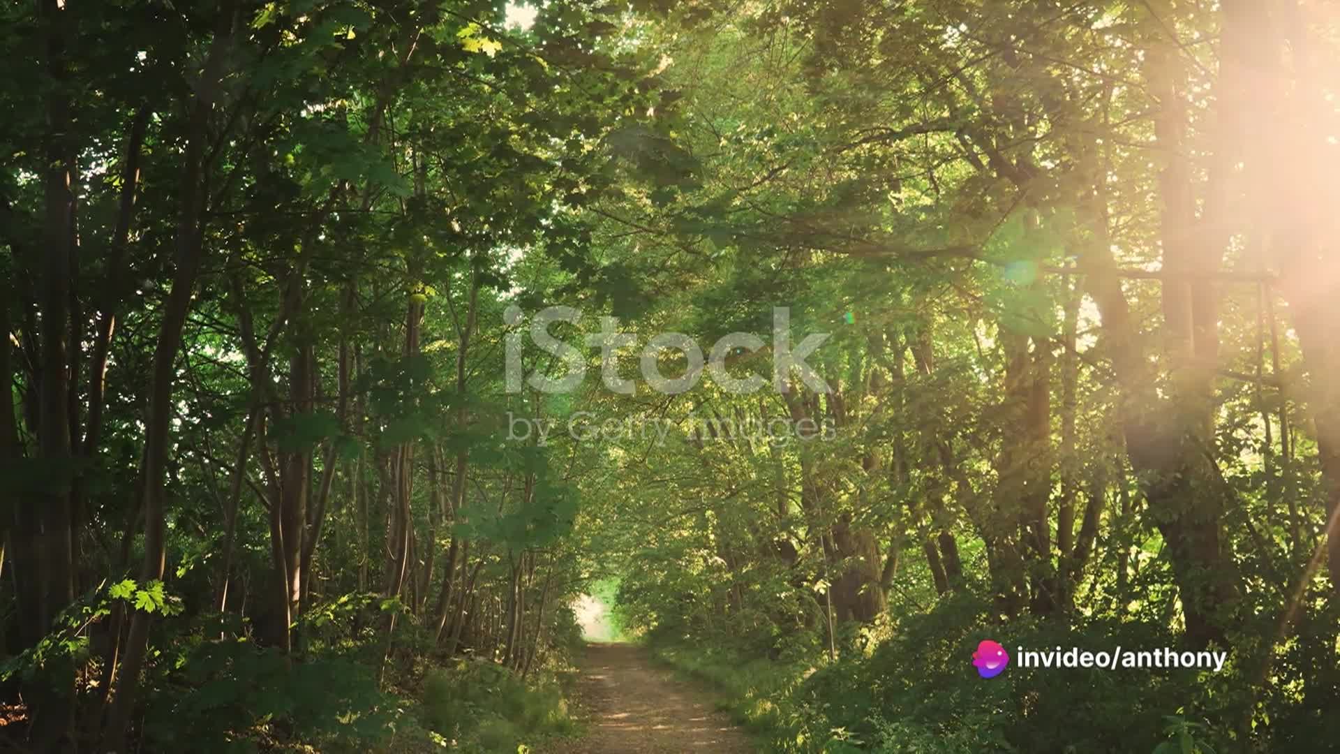 Dense green forest with sunlight shining through on the right