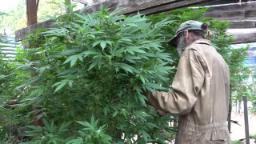 Man in brown coveralls on the right tending to medical cannabis plants in a garden on the left.